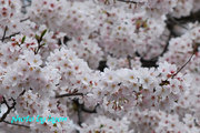20110410_12.jpg