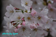 20110410_13.jpg