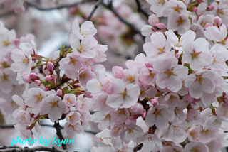 20110410_14.jpg