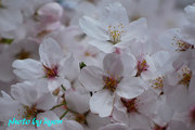 20110410_15.jpg