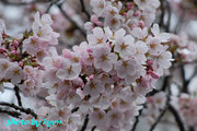 20110410_9.jpg