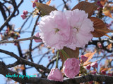 20110414_3.jpg