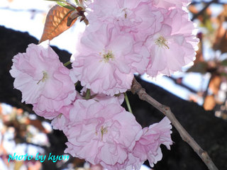 20110414_4.jpg