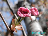 20110414_6.jpg