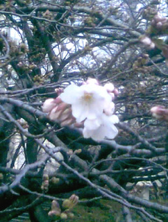 赤プリ桜1_110329.jpg