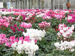 cyclamen1.jpg