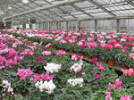 cyclamen2.jpg