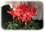 cyclamen4.jpg