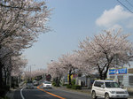 misatosakura2.jpg