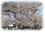 misatosakura4.jpg