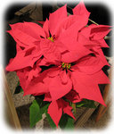 poinsettia1.jpg