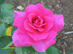 rose1.jpg