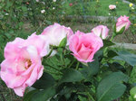 rose2.jpg