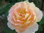 rose3.jpg