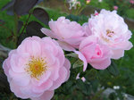 rose4.jpg