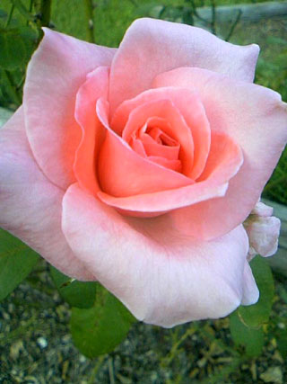rose7.jpg