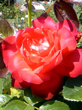 rose7.jpg