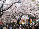 sakuranamiki1.jpg