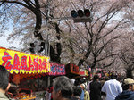 sakuranamiki2.jpg