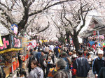 sakuranamiki3.jpg