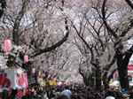 sakuranamiki4.jpg