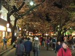 yosakura1.jpg