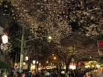 yosakura2.jpg