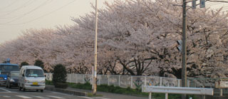 yoshikawasakura2.jpg