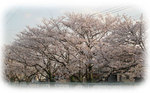 yoshikawasakura4.jpg
