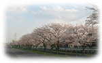 yoshikawasakura6.jpg